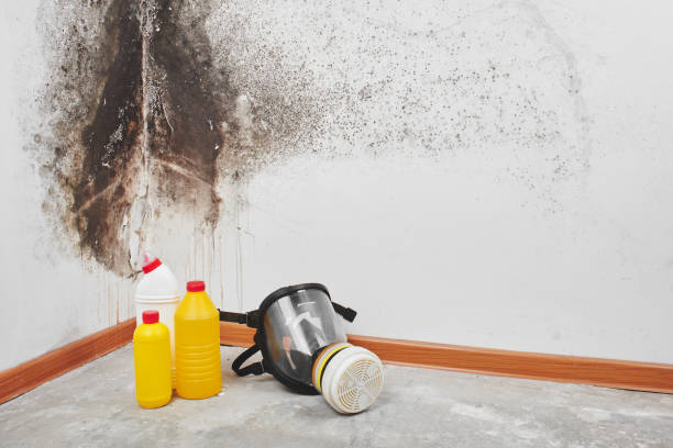 Best Mold Damage Repair  in Charleston, IL