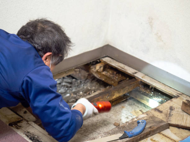 Certified Mold Removal in Charleston, IL