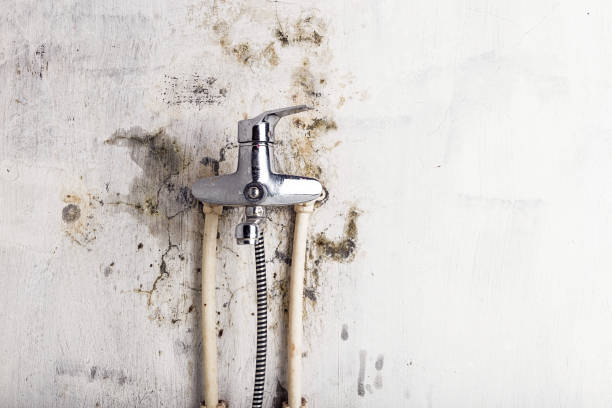 Reliable Charleston, IL Mold Removal Solutions