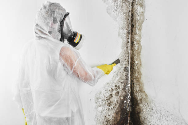 Best Mold Cleaning Services  in Charleston, IL
