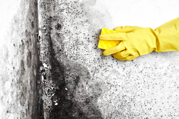 Best Certified Mold Removal  in Charleston, IL