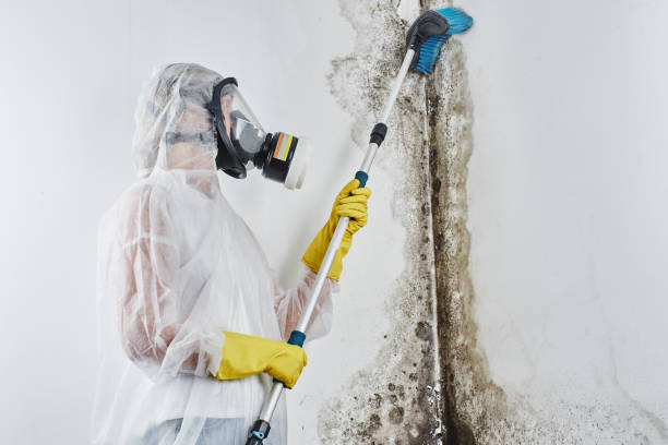 Best Same-Day Mold Removal  in Charleston, IL