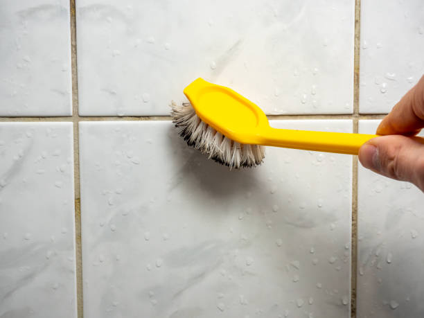Mold Testing and Removal in Charleston, IL