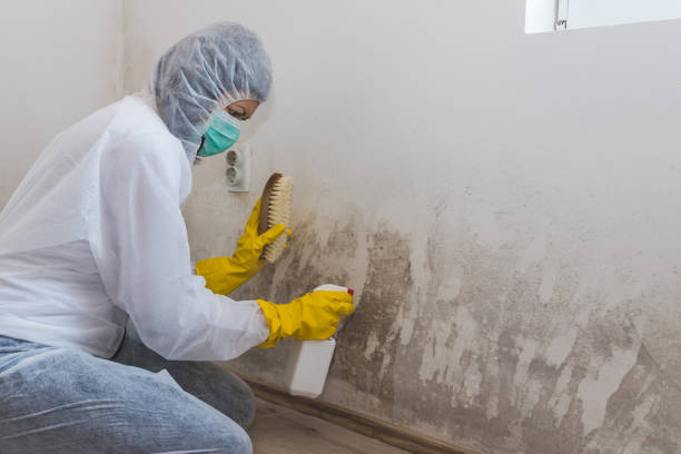 Best Mold Removal Near Me  in Charleston, IL