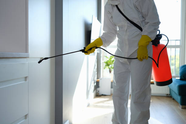Best Black Mold Removal  in Charleston, IL