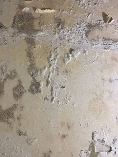 Best Mold Testing  in Charleston, IL