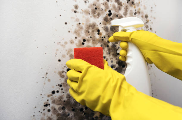 Best Mold Removal Company Near Me  in Charleston, IL