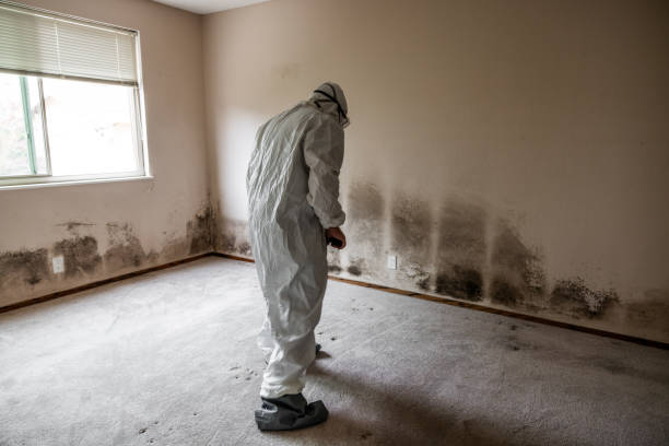 Best Professional Mold Removal  in Charleston, IL