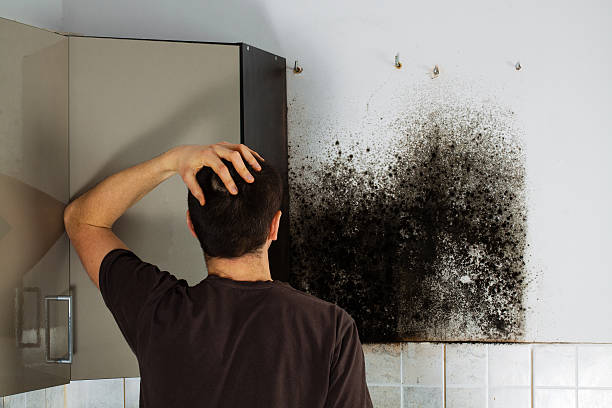 Best Attic Mold Removal  in Charleston, IL