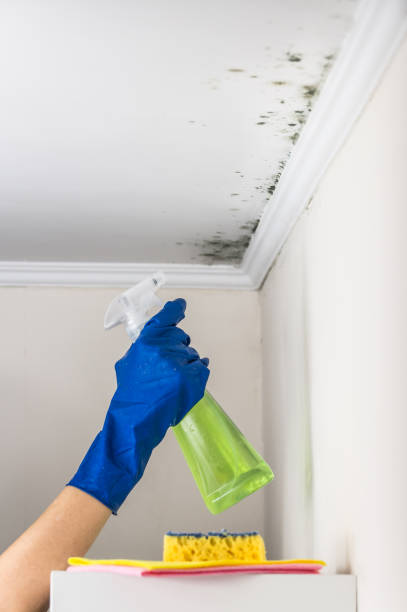 Best Crawl Space Mold Removal  in Charleston, IL