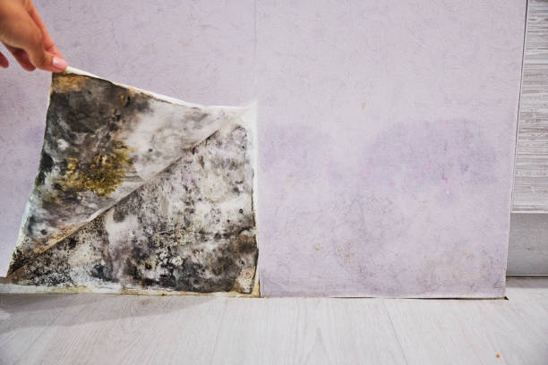 Best Mold Damage Repair  in Charleston, IL